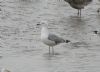 Caspian Gull at Hole Haven Creek (Steve Arlow) (75380 bytes)